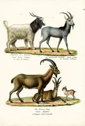 Cabra de Cachemira, 1824